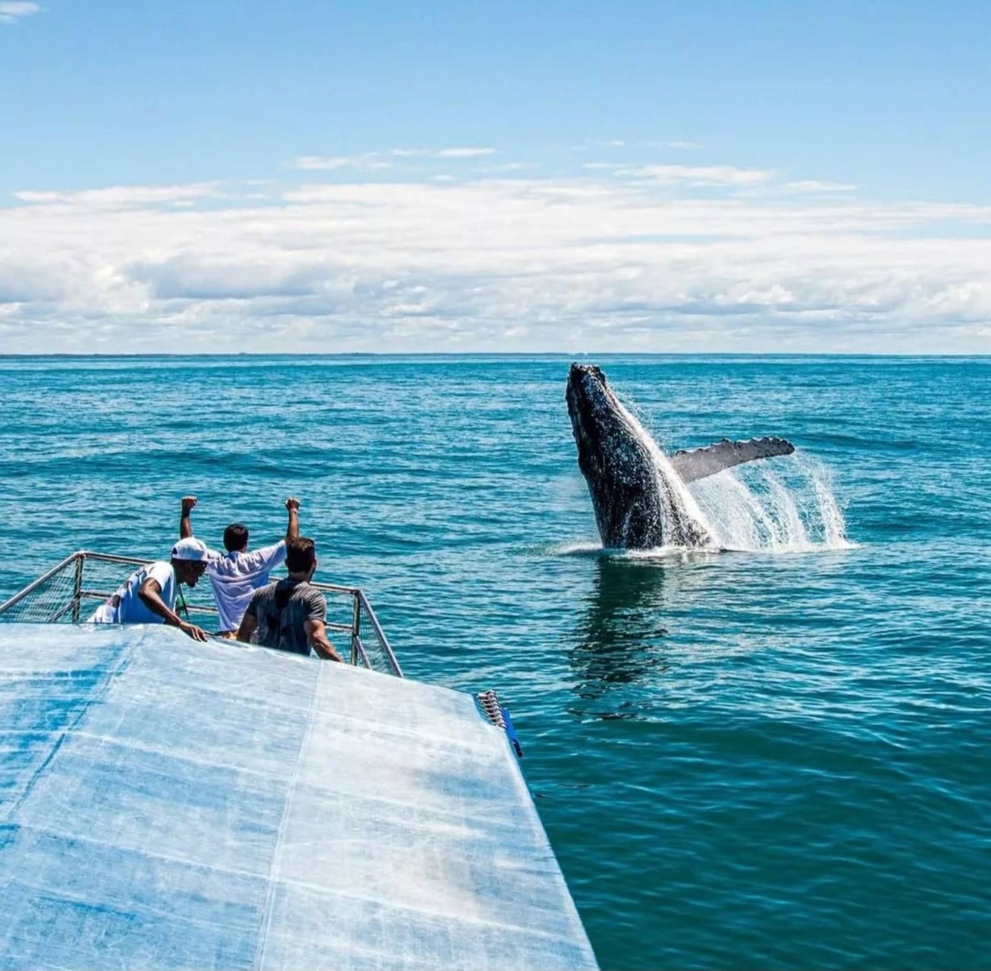 Baleia jubarte saltando no mar, avistada em passeio de barco